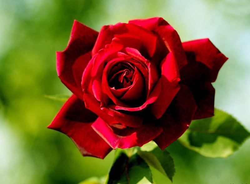 dark-red-rose - Copy